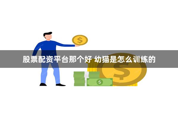 股票配资平台那个好 幼猫是怎么训练的